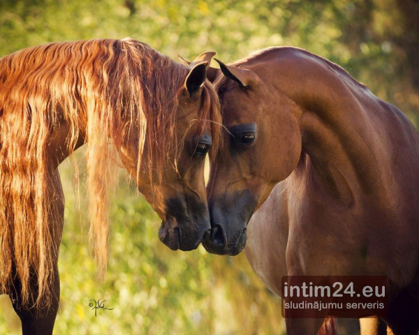 Ищу подругу