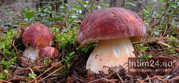 Ищу подругу