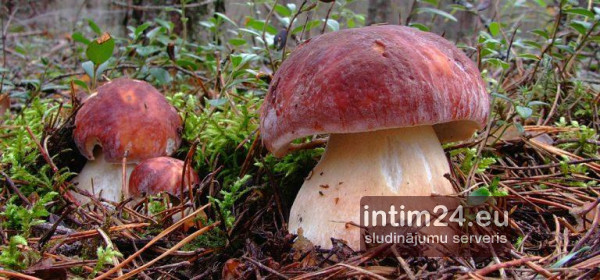 Ищу подругу